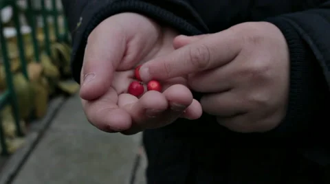 BOY HANDS WITH ROWAN SEEDS Stock Footage 68755811