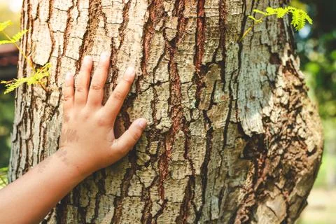 Boy hands touch the big tree. Have love for nature Stock-Fotos