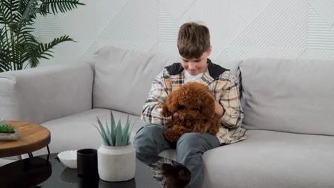 The boy is happy and strokes the back of his poodle friend sitting on a Stock Footage 272565299
