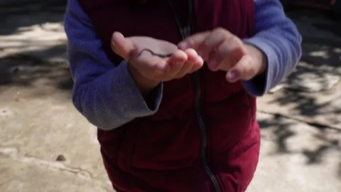 Boy happy for the lizard that he caught in his hand Stock Footage 229212930