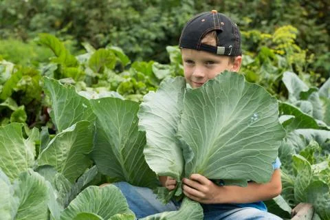 The boy is harvesting vegetables. Stock Photos