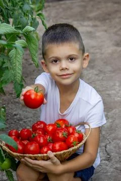 A boy harvests tomatoes. Selective focus Foto stock