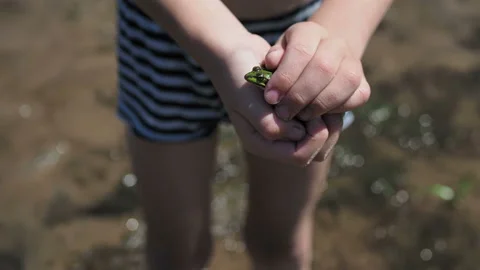 Boy has caught a frog and is holding it in his fist Video stock 133282167