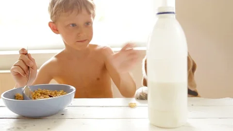 Boy having breakfast of cornflakes with milk and his dog is interested Video stock 91713801