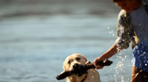 Boy having fun with his pet dog at the beach. 스톡 동영상 88342917