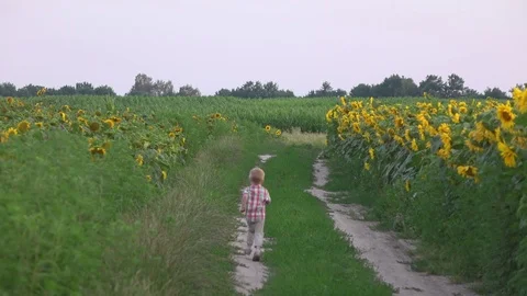Boy having fun in sunflower field running away Stock Footage 72548999
