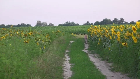 Boy having fun in sunflower field running and approaching to camera Stock Footage 72549029