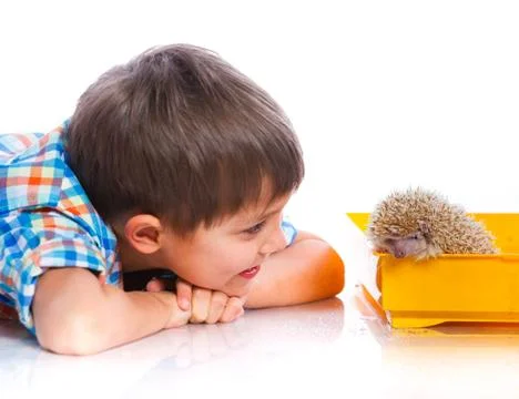 Boy with Hedgehog 写真素材