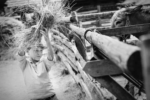 Boy help to feed a donkey at the farm Stock Photos