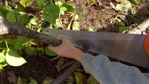 Boy helping to trim trees in garden in autumn. Stock Footage 260193558