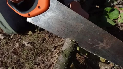 Boy helping to trim trees in garden in autumn. Stock Footage 260193636