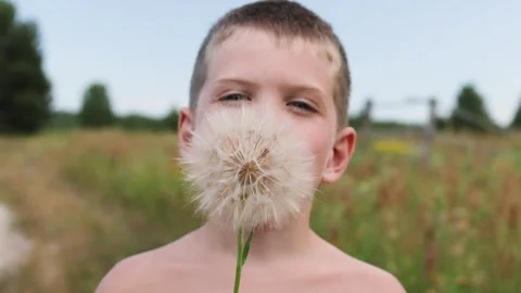 Boy hides face behind huge dandelion. Stock Footage 287283253