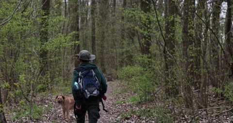 Boy is hiking in forest. The boy is walking alone in the woods Stock Footage 153275417