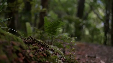 Boy hiking through a forest Stock Footage 93780869