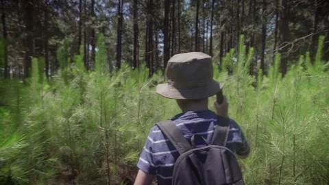 Boy hiking in woods Stock Footage 75178605