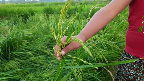A boy holding Ears of rice . Stock Footage 146370733