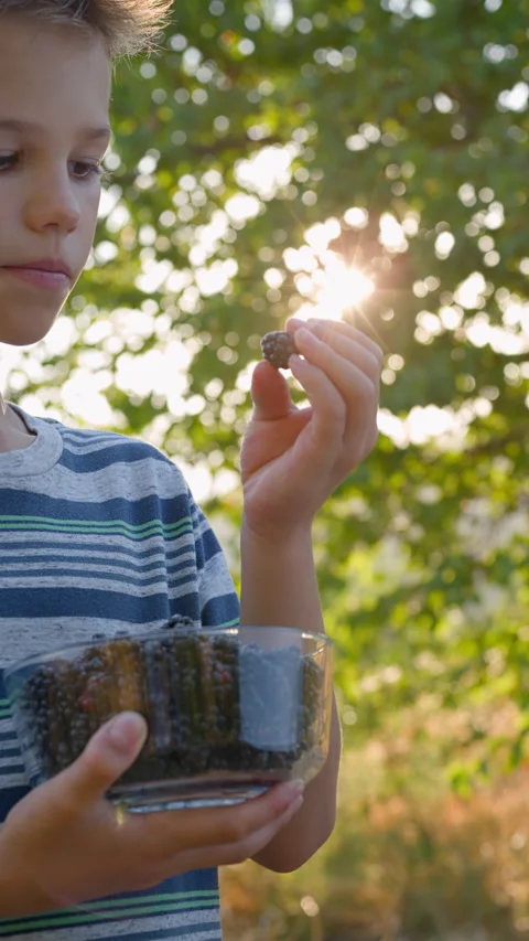 Boy holding a fresh blackberry while looking at it thoughtfully Stock Footage 314710348