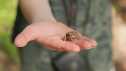 Boy holding a frog Video stock 254582858