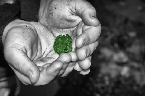 Boy holding a frog Stock Photos