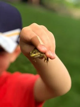 Boy holding frog 写真素材