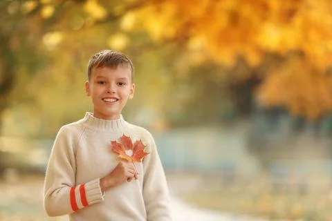 The boy holding maple leaf heart-shaped near the chest Stock Photos