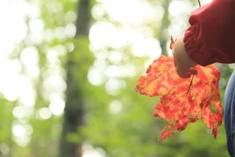 Boy holding Red Leaf Stock-Fotos