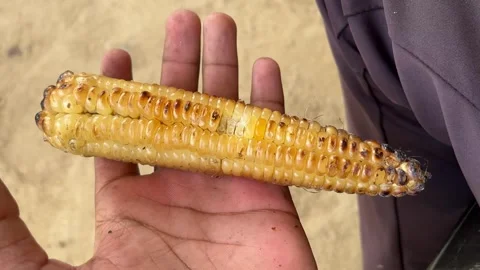 Boy Holding Ripe Corn in Hand and Showing Close Up Maize Crop 動画素材 315386942