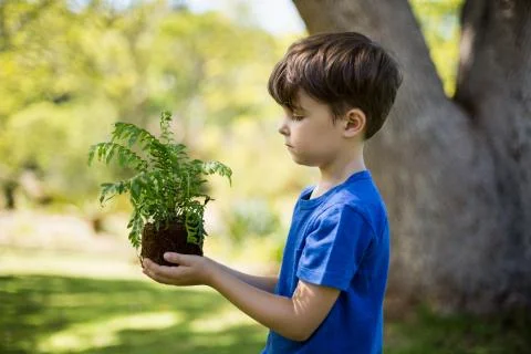 Boy holding sapling plant Stock Photos