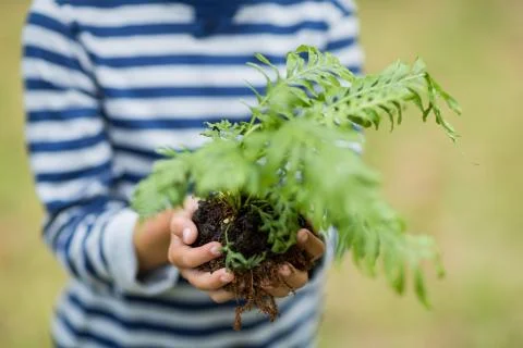 Boy holding sapling plant Stock Photos