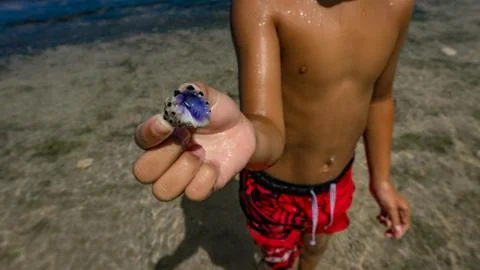 Boy Holding Shell Stock Photos