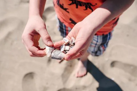 Boy holding shells on beach, close up Stock Photos