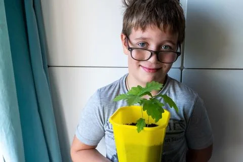 Boy holding small oak tree sprout in yellow pot promoting environmental awa.. Stock Photos