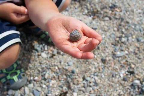 Boy Holding Snail Shell Stock Photos