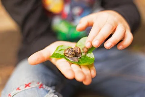 Boy holding three snails on a leaf Stock Photos