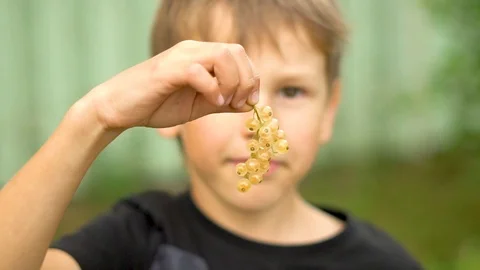 The boy holds a currant cluster in front of him. Stock Footage 125639671