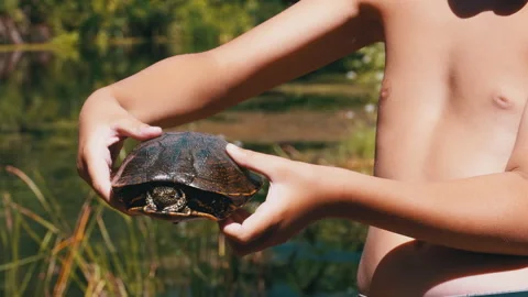 Boy Holds Turtle in Arms on Background of a River with Green Vegetation Stock Footage 135363654