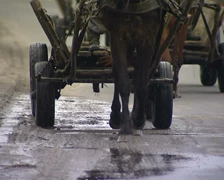 The boy on a horse Stock Footage 22480906