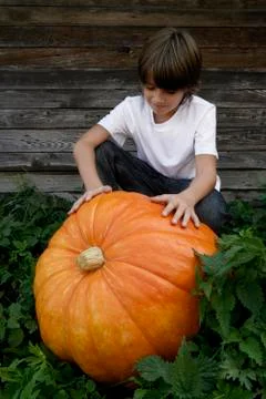 Boy with huge pumpkin Stock Photos