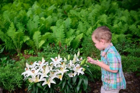 Boy inspects easter lilies during an egg hunt Stock Photos
