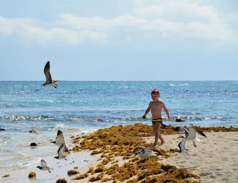 Boy interacting with birds on the beach Stock Photos