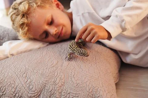 Boy interacts with leopard gecko on soft pillow in cozy indoor setting during Stock Photos