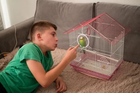 Boy interacts with a small bird in its cage, lying on a comfy rug. Stock Photos