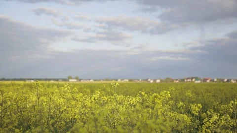 Boy jumping in the field of rapeseed Stock Footage 130242815