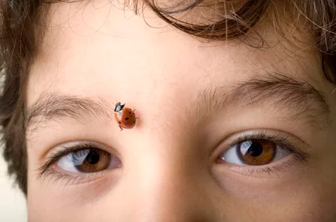Boy with ladybug Stock Photos