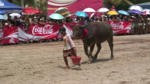 Boy leading buffalo Stock-Footage 488141