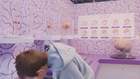 Boy learning brain structure in the science and medical museum Stock-Footage 233495666