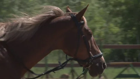 Boy learns horse riding Stock Footage 76223624