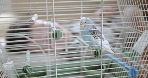Boy Lies Down Next to His Pet Parakeet's Cage: A Heartwarming Moment of Stock Footage 306803907