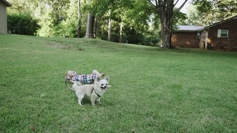 Boy lies on grass with one puppy husky in summer park 4k Stock-Footage 78480902