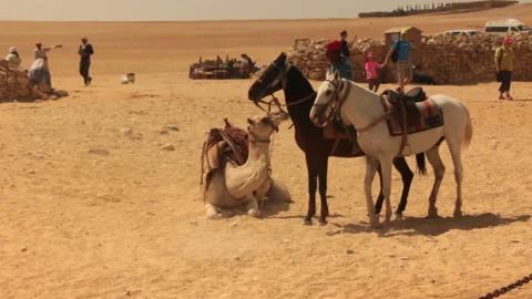 Boy lift up camel from ground Stock Footage 113520892